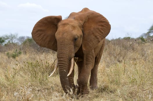 Elephant in Kenya Africa