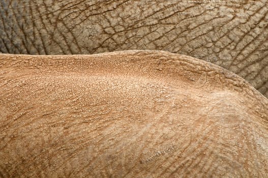 Elephant skin
