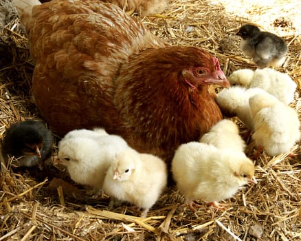 Chicken family