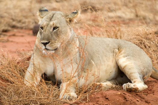Reclining lion in Kenya,Africa