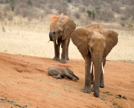 Elephants in the Savannah