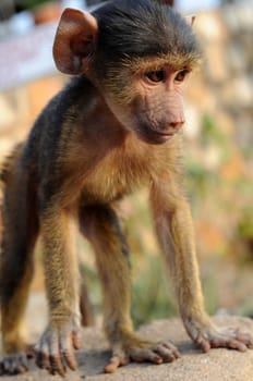 Baby Monkey