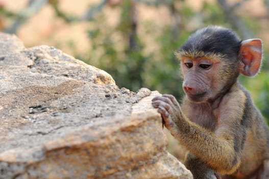 Baby Monkey