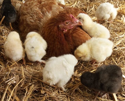 Chicken family
