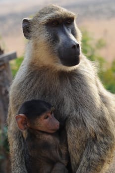 Monkey mother with baby