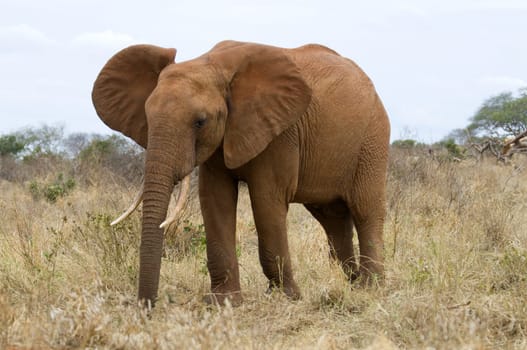 Elephant in Kenya Africa