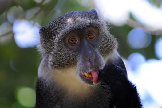 Monkey eats