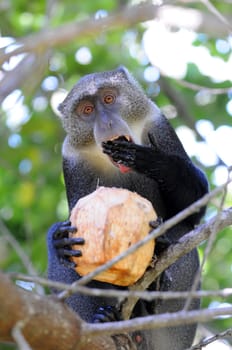 Monkey with coconut in tree