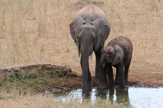 Elephants at the waterhole