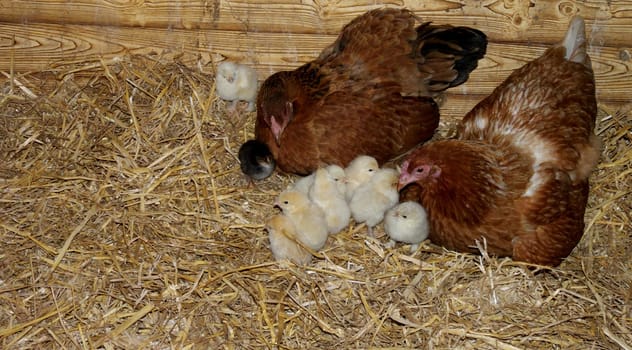 Chicken family