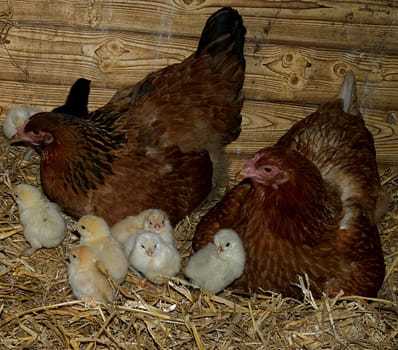 Chicken family