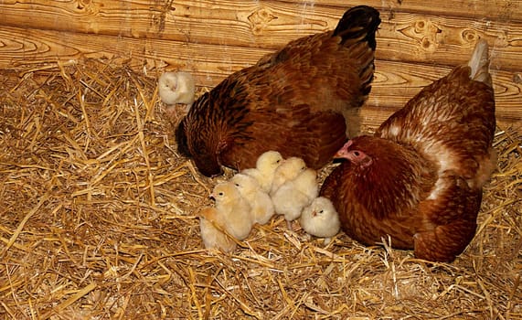 Chicken family