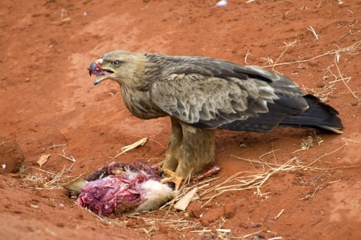 Bird of prey with prey