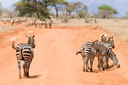 Zebras in Kenya