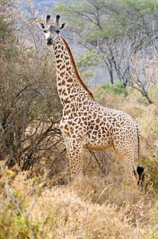 Giraffe in Kenya