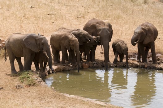 Elephants at the waterhole