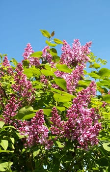 Lilac bush