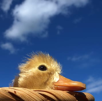 duckling