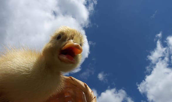 duckling