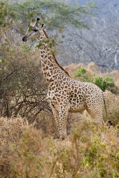 Giraffe in Kenya