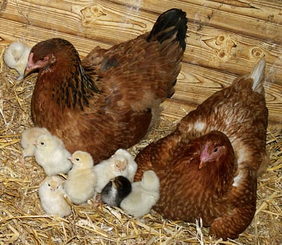 Chicken family