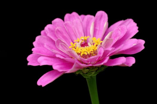 zinnia,zinnia