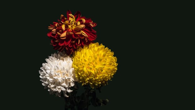 Bouquet of three multi-colored chrysanthemums on a dark green background