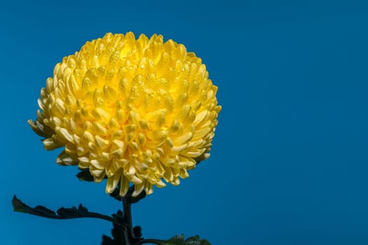 Yellow chrysanthemum flower on a blue background. Flower head close-up