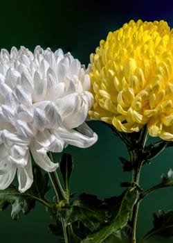 White and Yellow chrysanthemums on a dark green background. Flower heads close-up.