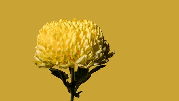 Yellow chrysanthemum flower on a yellow background. Flower head close-up