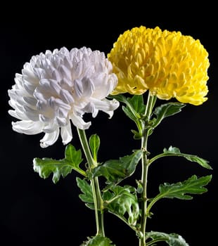 White and Yellow chrysanthemums on a black background. Flower heads close-up.