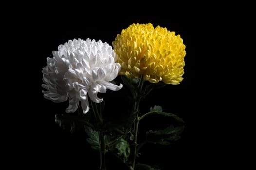 White and Yellow chrysanthemums on a black background. Flower heads close-up.