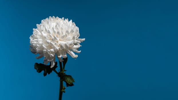 White chrysanthemum flower on a blue background. Flower head close-up