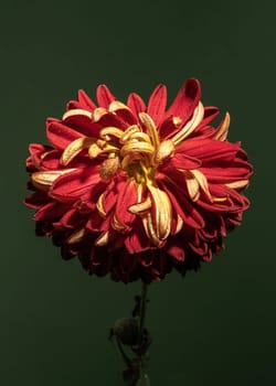 Red chrysanthemum flower on a green background. Flower head close-up