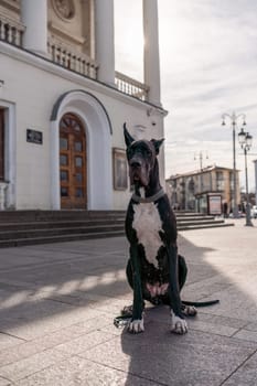 Young black Great Dane poses in the city.