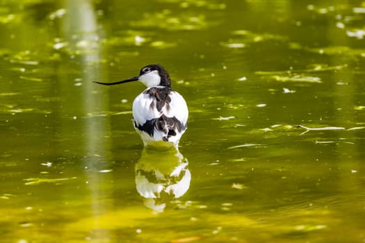 A Avocet bird from behind with distinctive upward curved beak