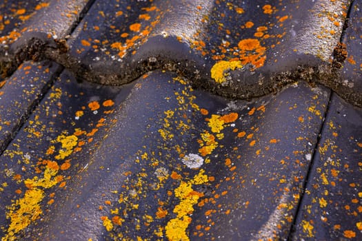 Old roof tiles with yellow, orange and white lichens, algae and moss on a house roof