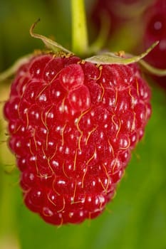 juicy red raspberries close up
