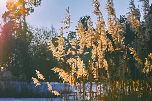 a tall, slender leaved plant of the grass family, which grows in water or on marshy ground