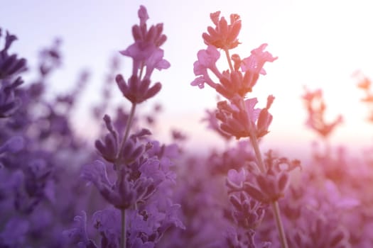 Lavender flower field closeup, fresh purple aromatic flowers for natural background. Violet lavender field in Provence, France.