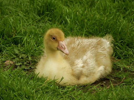 gosling