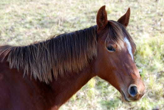 Yearling Quarter Horse,Portrait