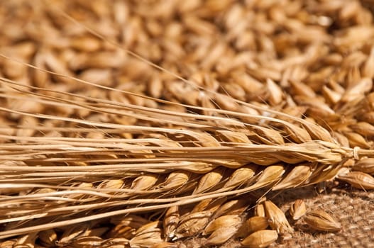 Barley,Hordeum vulgare