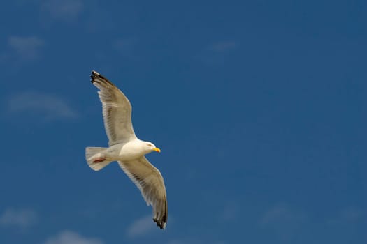 Herring gull