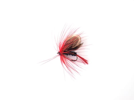 Fly used when fishing for trout.