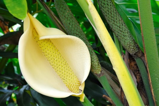 Close up of Philodendron flower