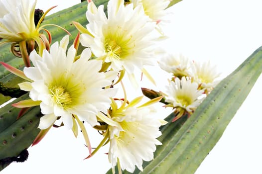 Close up of cactus flowers Trichocereus scopulicolus