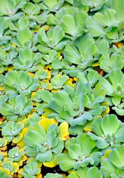 Pistia (Water cabbage) - detail