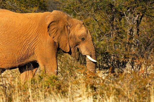 African elephant