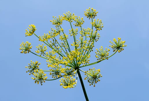 Dill plant in front of blue sky